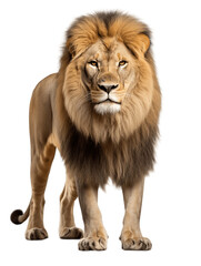 Fototapeta na wymiar African Lion Full Body Frontal View Transparent Background