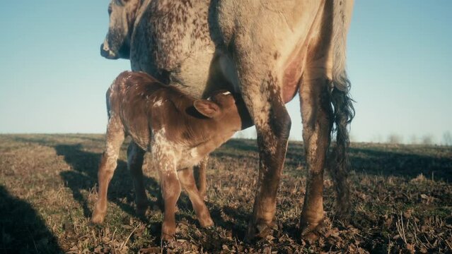 Texas Longhorn Cow And Calf 