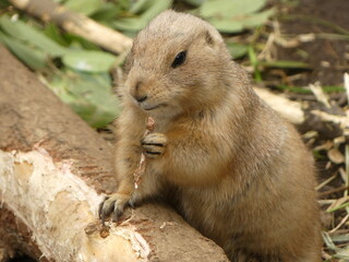 Prairie dog