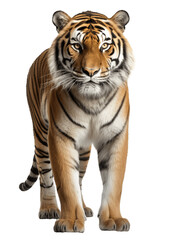 Obraz na płótnie Canvas Bengal Tiger Full Body Frontal View Transparent Background