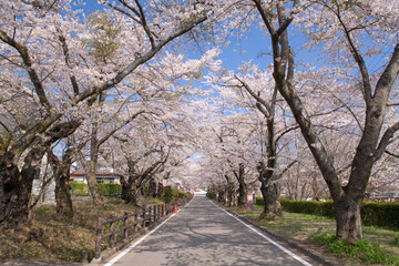 道路と桜並木