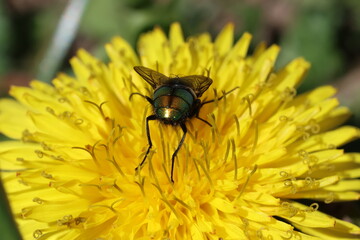 Fly on yellow flower