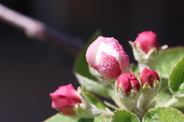 Blooming pink flowers