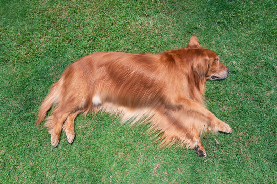 Golden Retriever lying sideways on the grass basking in the sun