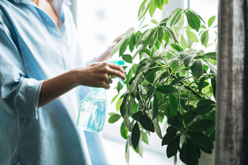 Young woman in blue shirt with spray with water in hands takes care of houseplant in living room at home