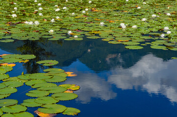 蓮池の水面に反射する空と雲