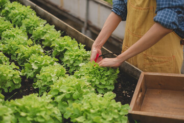 Close up of female farmer's hand is harvesting salad vegetable or lettuce in organic greenhouse agriculture. Concept of plantation fresh and healthy vegetable. Sustainable and eco-friendly business.