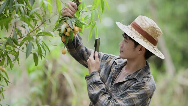 Picking Mayongchids Maprang Marian Plum in Thailand. Senior Asian farmer harvesting fresh sweet yellow Marian plums or Gandaria fruit. Maprang or mayong-chit exotic tropical fruits.
