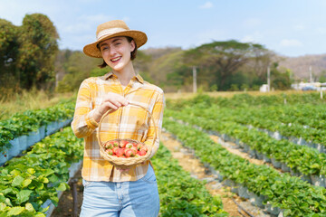 Happy cheerful caucasian white female strawberry farmer picking up or harvesting a fresh strawberries in the strawberry field, beautiful woman showing a strawberries fruit in basket to camera.