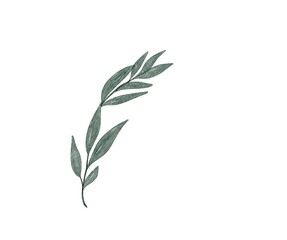 watercolor leaves jpg, leaf, flowers, watercolor, drawing, illustration, foliage, botanical, wreath