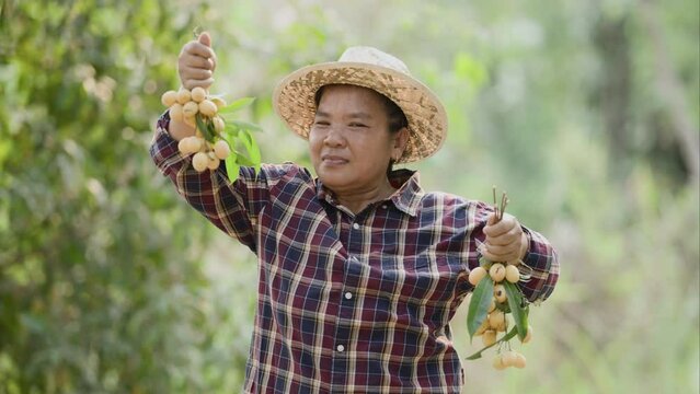Picking Mayongchids Maprang Marian Plum in Thailand. Senior Asian farmer harvesting fresh sweet yellow Marian plums or Gandaria fruit. Maprang or mayong-chit exotic tropical fruits.
