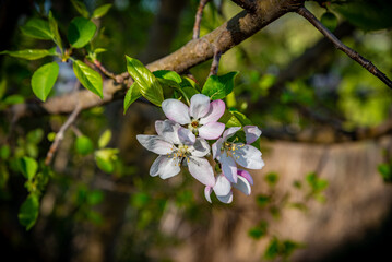 paisaje de primavera con el campo y flores en la España central en primavera