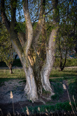 paisaje de primavera con el campo y flores en la España central en primavera