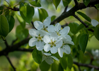 apple tree blossom