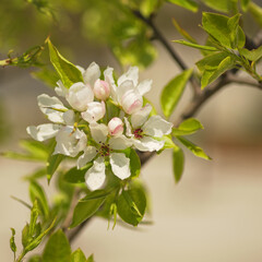 Apple blossom