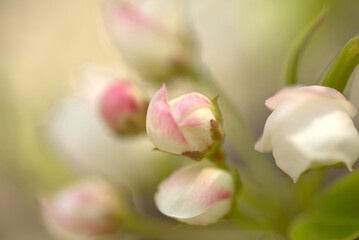 Pink apple blossom close-up