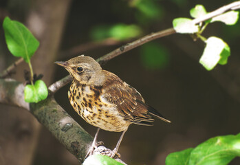 Thrush (Turdus pilaris) juvenile bird