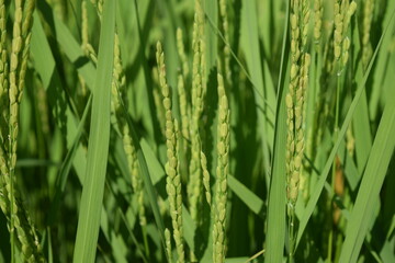 稔り始めた稲穂 山形庄内米