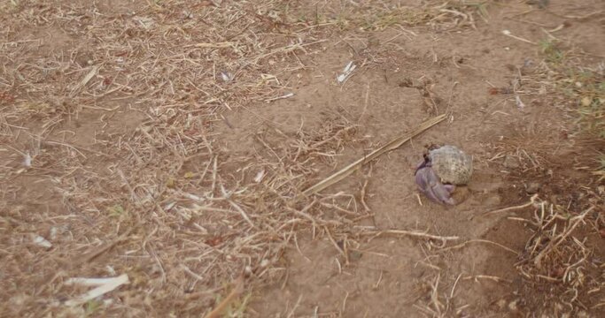 .Hermit crabs rely on their shells for shelter..The crab will hide in its shell when it's safe, it will pop its head out and continue walking..