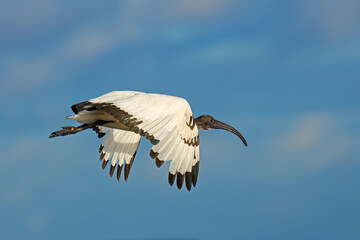 An African sacred Ibis (Threskiornis aethiopicus) in flight with open wings, South Africa.