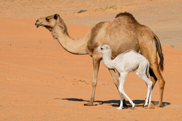 A camel with a young calve on a desert sand dune, Arabian Peninsula.