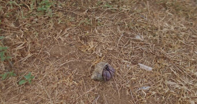 .Hermit crabs rely on their shells for shelter..The crab will hide in its shell when it's safe, it will pop its head out and continue walking..