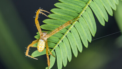 Cross spider, Yellow spider on green leaves, Even group leaf in nature with spider and nature background.
