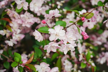 Hall's Crabapple Pink Flower - 花海棠 ハナカイドウ ピンク色の花