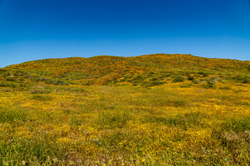 Super bloom fields of poppies and wildlfowers