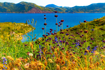 Wild flowers above blue lake
