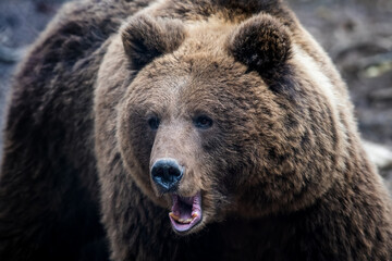 Wild adult Brown Bear (Ursus Arctos) in the spring forest