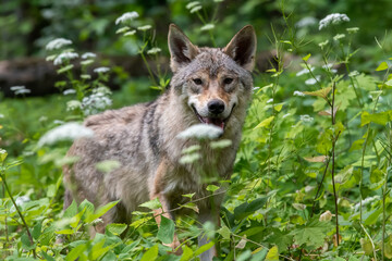 Wolf portrait in summer forest. Wildlife scene from nature