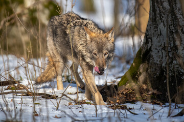 Wolf in the forest up close. Wild animal in the natural habitat