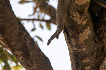 Conceptual image - conservation - the arm of a monkey isolated hanging between the tree branches
