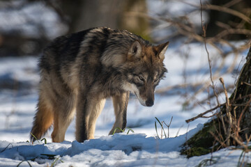 Fototapete bei efototapeten.de bestellen   