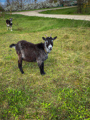 The goat joyfully grazes on a lush green lawn, joyfully gnaws at a young blade of grass.