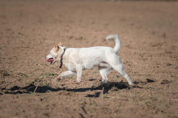 A beautiful non-breed dog on a walk in the field.