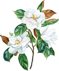 Watercolor white magnolia bouquet, flowers and leaves. PGN on a transparent background © ElenaDoroshArt