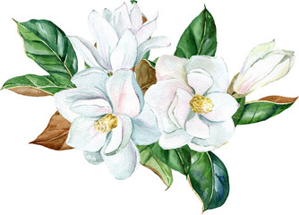 Watercolor white magnolia bouquet, flowers and leaves. PGN on a transparent background