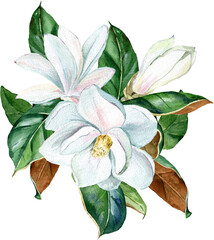 Fototapeta na wymiar Watercolor white magnolia bouquet, flowers and leaves. PGN on a transparent background