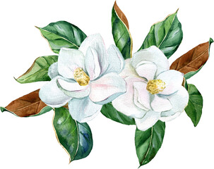 Watercolor white magnolia bouquet, flowers and leaves. PGN on a transparent background © ElenaDoroshArt