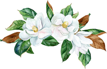 Obraz na płótnie Canvas Watercolor white magnolia bouquet, flowers and leaves. PGN on a transparent background