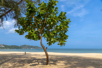 Patong Beach Phuket Thailand nice white sandy beach clear blue and turquoise waters and lovely blue skies with Palms tree