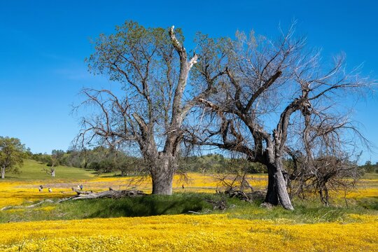 Wildflower meadow in Carrizo Plains
