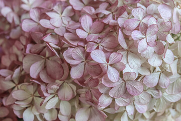 Background from pale pink flowers. Hydrangea or hortensia flower in autumn.