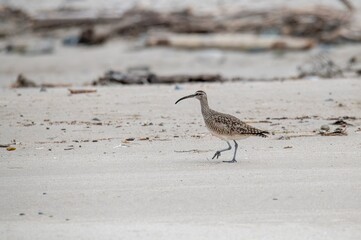 Whimbrel walking alone on a sandy beach in Malibu Lagoon California