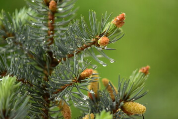 close up of a pine cone