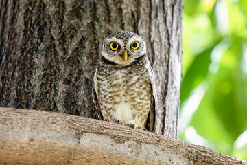 Spotted Owlet on the tree