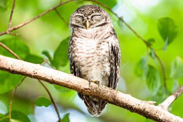 Spotted Owlet on the tree