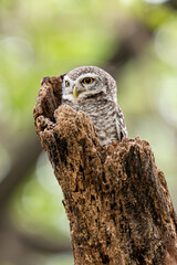 Spotted Owlet on the tree
